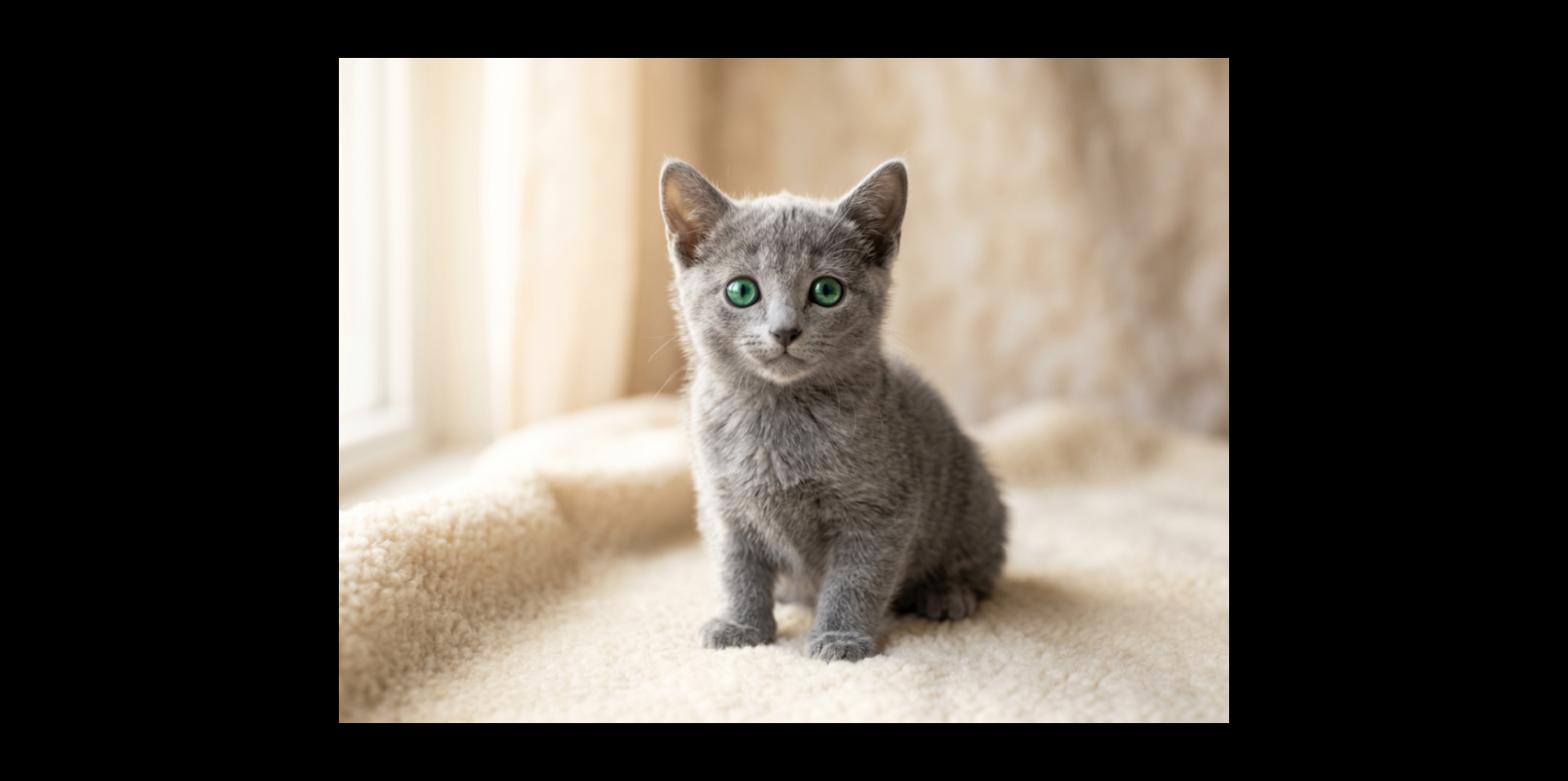 Misha – Full Body View | Russian Blue Kitten Kuwait Full body view of Misha, purebred 9-week-old Russian Blue kitten for sale in Kuwait