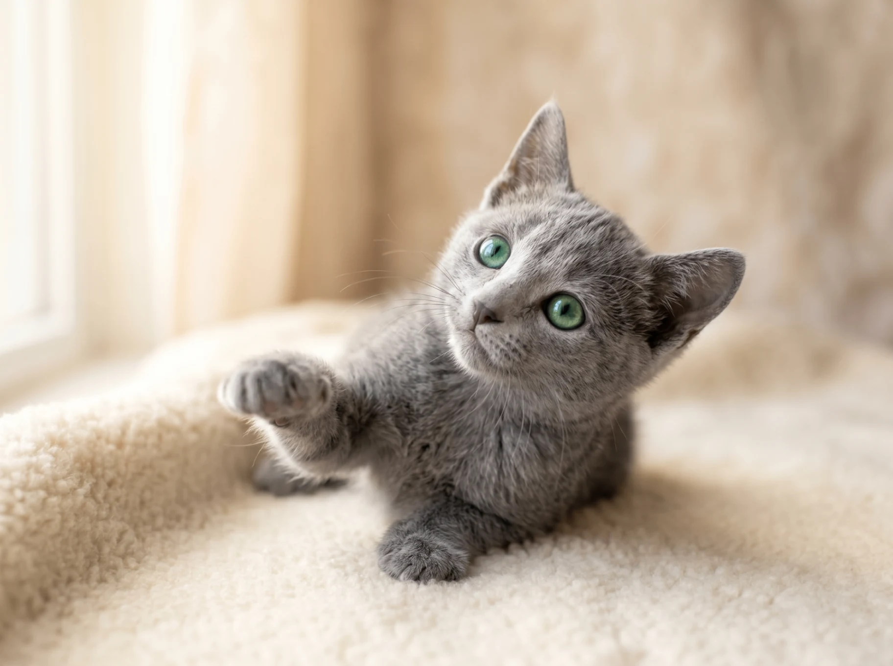 Misha – Playful Candid | Russian Blue Kitten Kuwait Playful moment of Misha, WCF & CFA registered 9-week-old Russian Blue kitten available in Kuwait